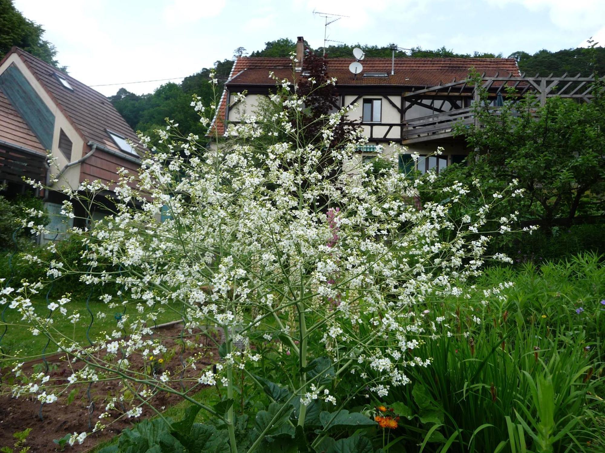 Alsace Village Obersteinbach Kültér fotó